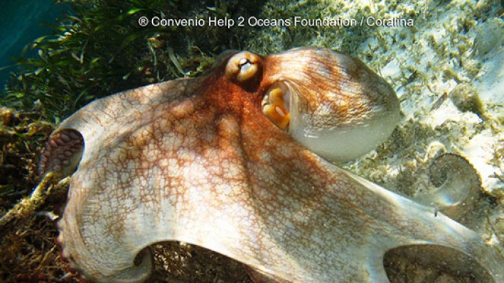 Octopuses (50)